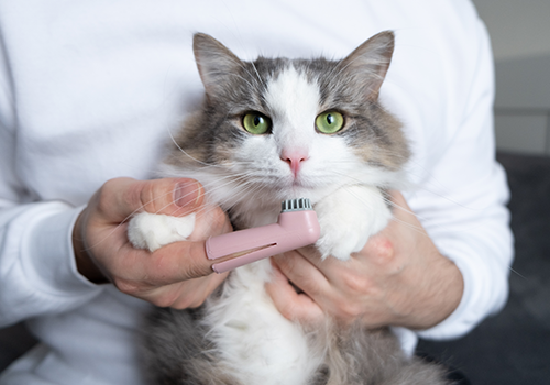 Dental treatments for dogs and cats<br />
