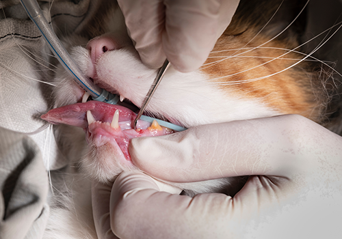 dental treatment for dogs and cats