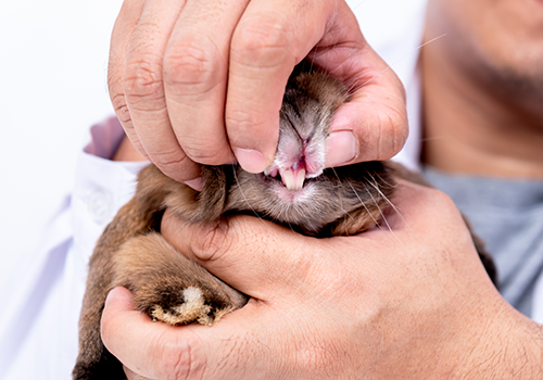 dental treatment for rabbits